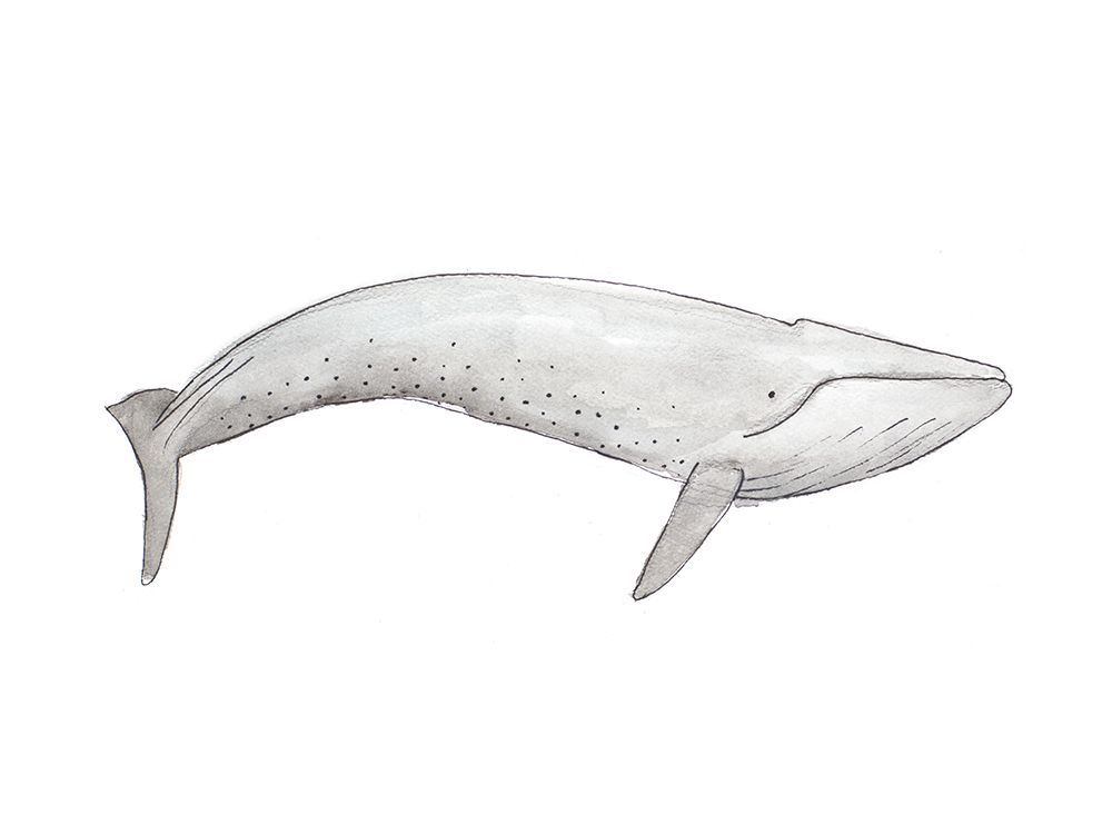 Great Gray Whale art print by SD Graphics Studio for $57.95 CAD