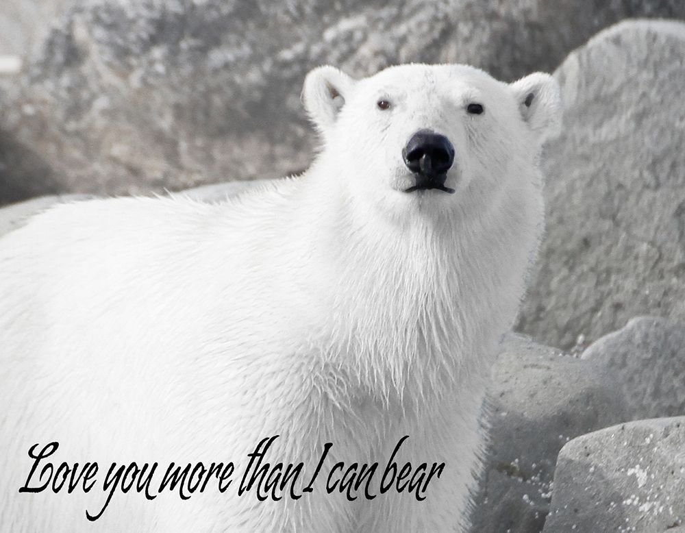 More than I can Bear art print by Kathy Mansfield for $57.95 CAD