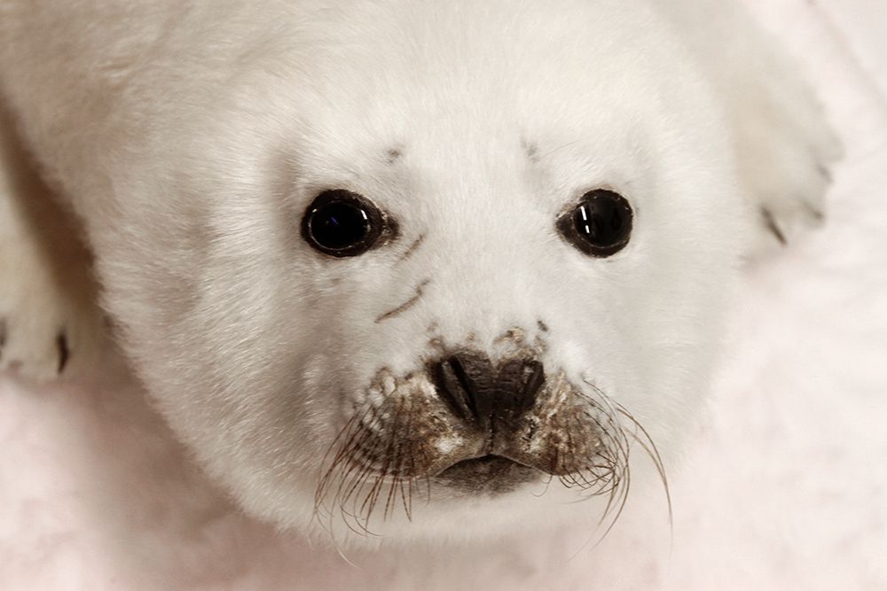 Arctic Seal Pup art print by Kathy Mansfield for $57.95 CAD