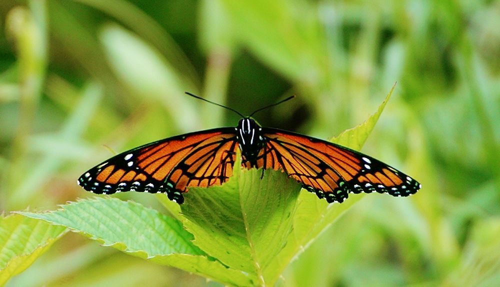 On a Leaf art print by Kathy Mansfield for $57.95 CAD
