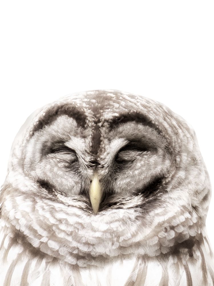 Warm Feathers art print by Kathy Mansfield for $57.95 CAD