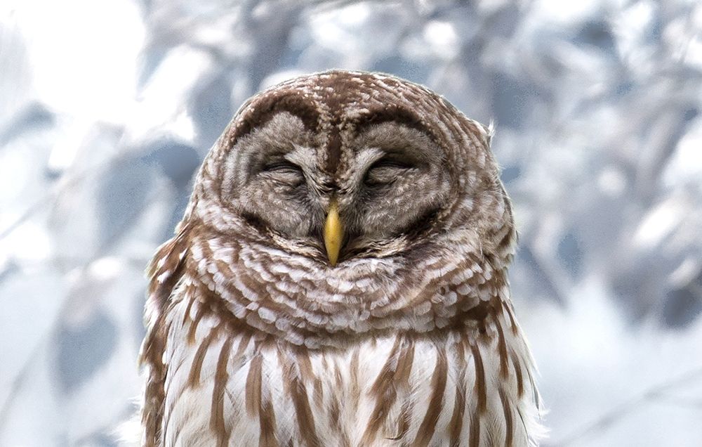 Winter Feathers art print by Kathy Mansfield for $57.95 CAD