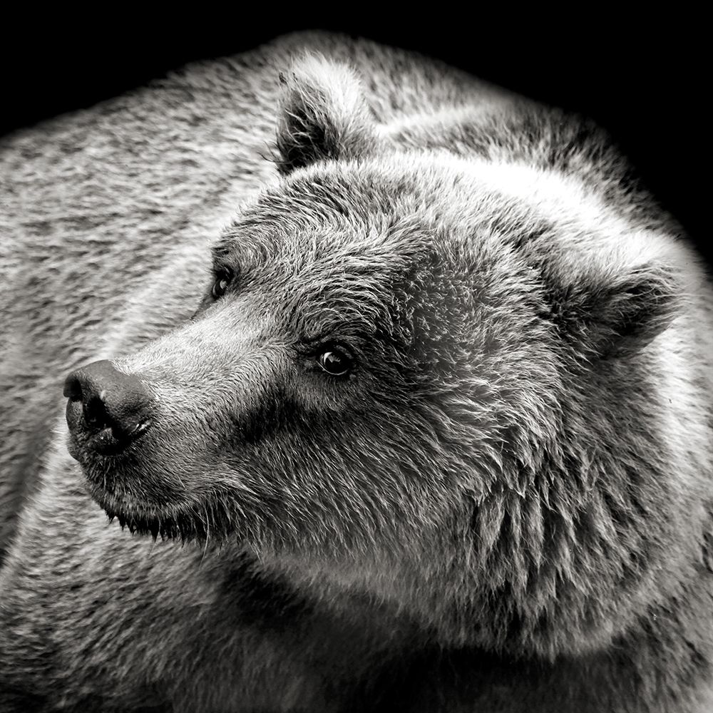 Curious Bear art print by Kathy Mansfield for $57.95 CAD