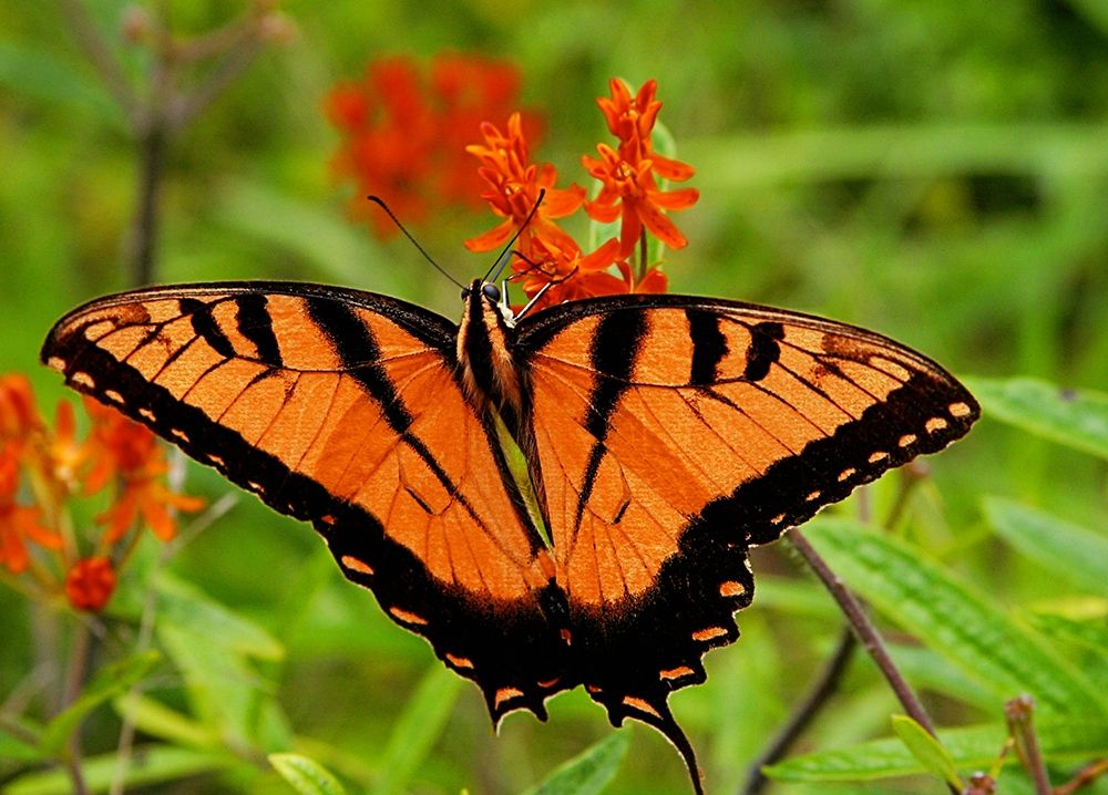 Metallic Butterfly art print by Kathy Mansfield for $57.95 CAD