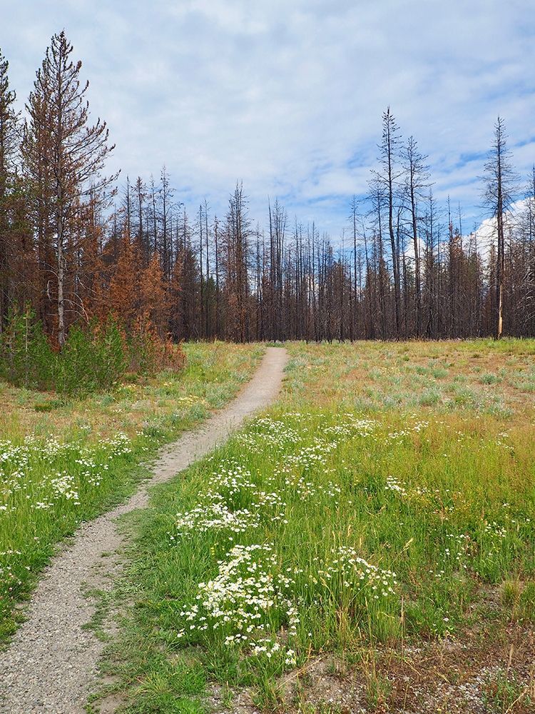 Nature Path art print by Gail Peck for $57.95 CAD