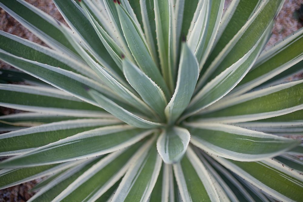 Where the Cactus Grow I art print by Susan Bryant for $57.95 CAD