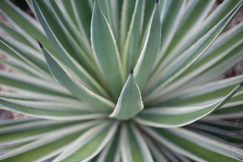 Where the Cactus Grow II art print by Susan Bryant for $57.95 CAD