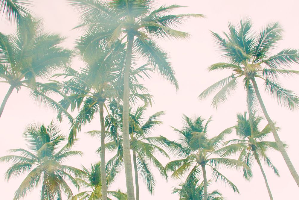 Top Of Palm Island art print by Emily Navas for $57.95 CAD