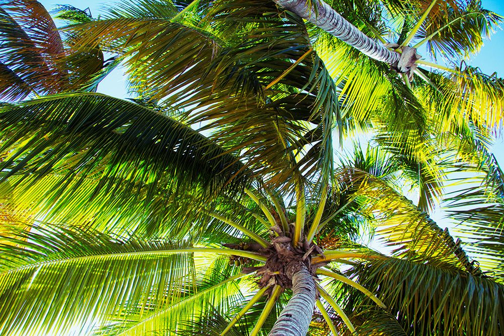 The Shady Spots II art print by Emily Navas for $57.95 CAD