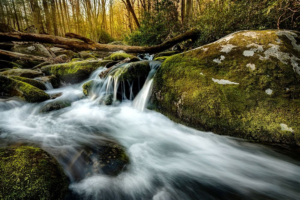 Fallen Timber art print by Andy Amos for $57.95 CAD