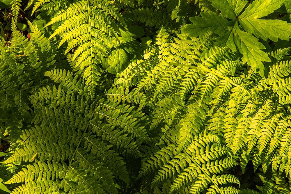 Ferns II art print by Andy Amos for $57.95 CAD
