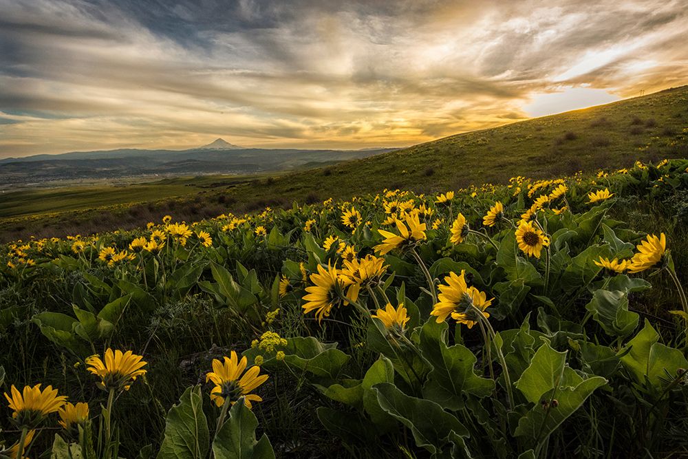 Sunflower Field art print by Andy Amos for $57.95 CAD