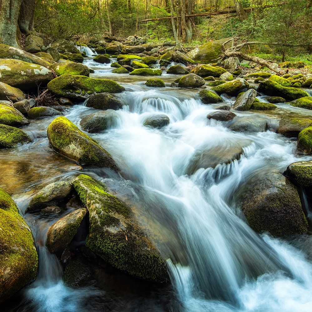 Forest River art print by Andy Amos for $57.95 CAD