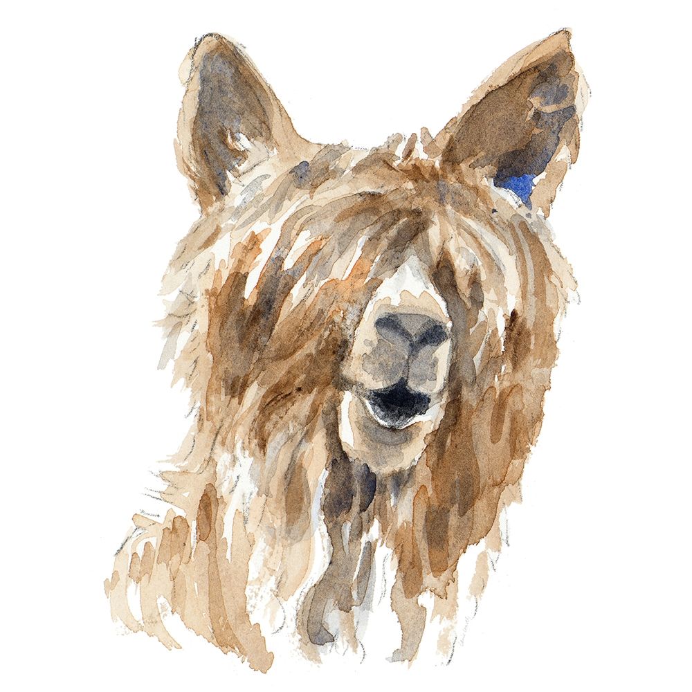 Shaggy Llama art print by Lanie Loreth for $57.95 CAD