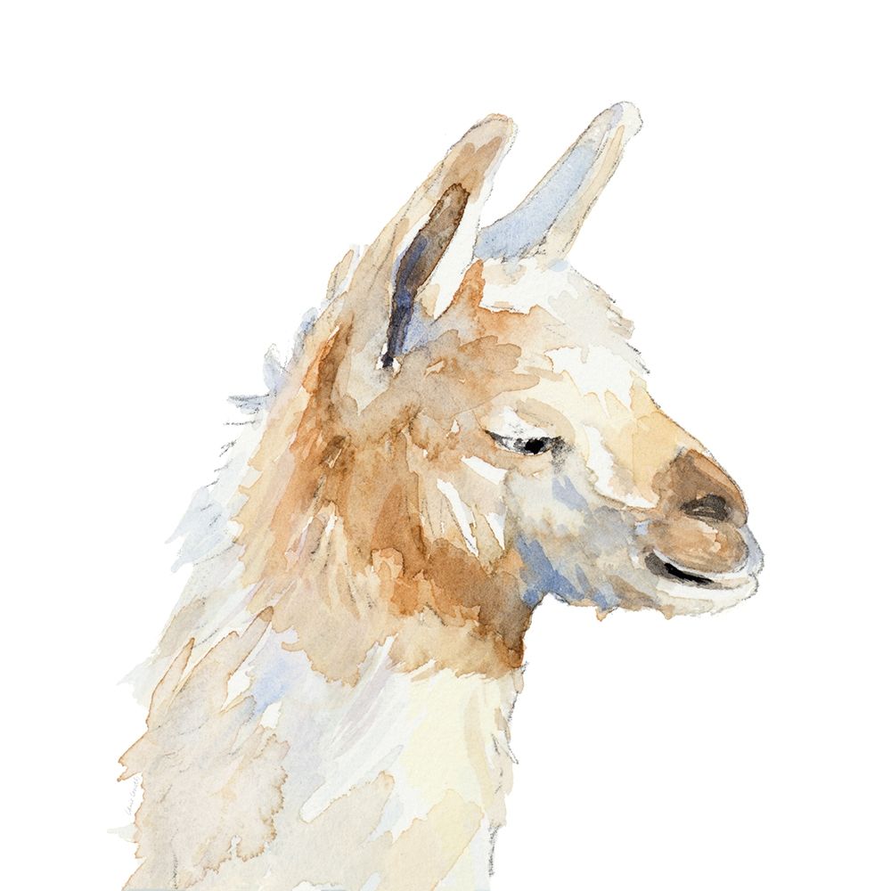 Sleepy Llama art print by Lanie Loreth for $57.95 CAD