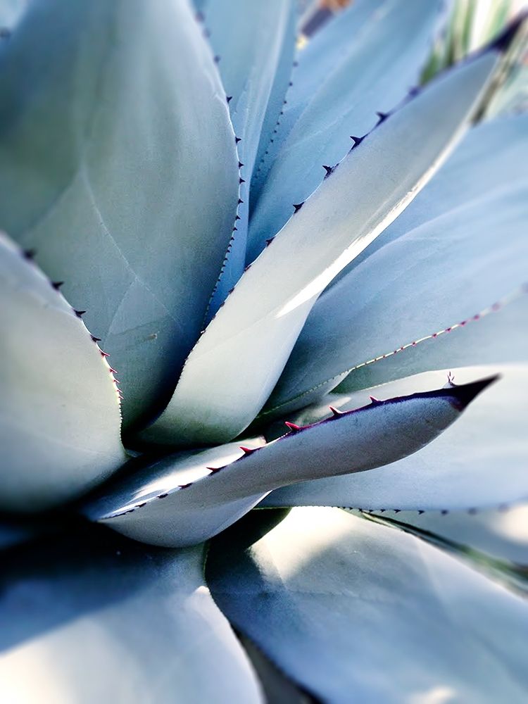 Giant Succulent I art print by Kali Wilson for $57.95 CAD