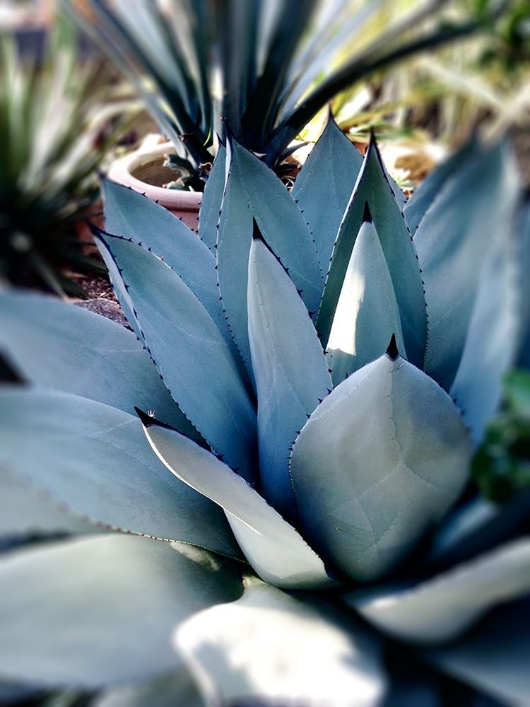 Giant Succulent II art print by Kali Wilson for $57.95 CAD
