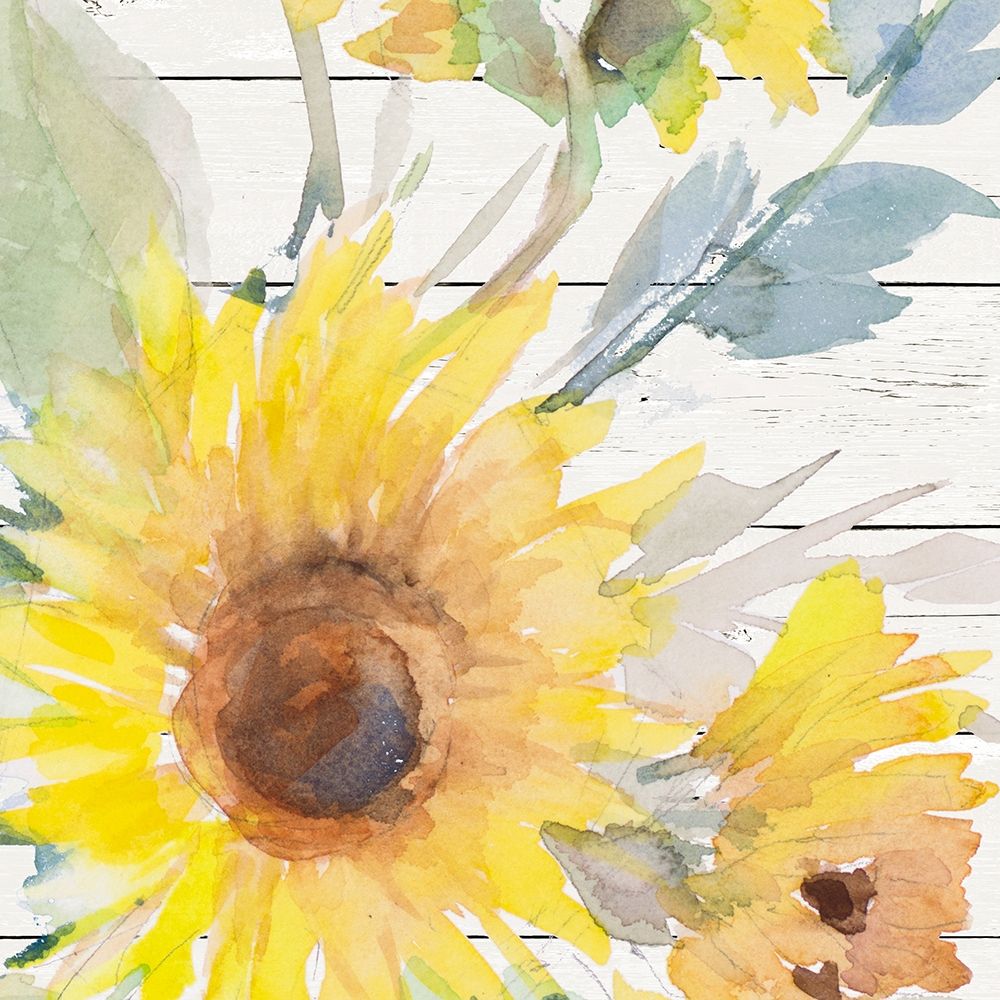 Blooming Sunflower Square II art print by Lanie Loreth for $57.95 CAD