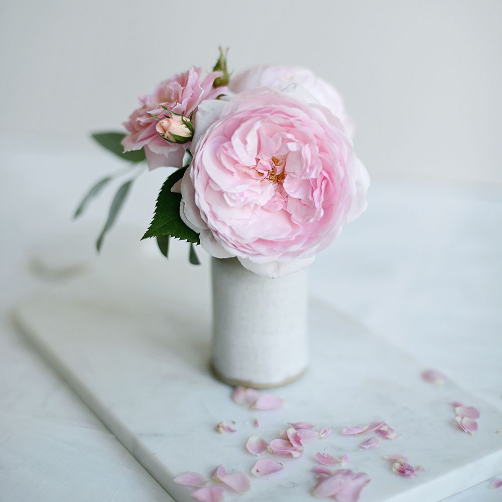 A Single Rose art print by Sarah Gardner for $57.95 CAD
