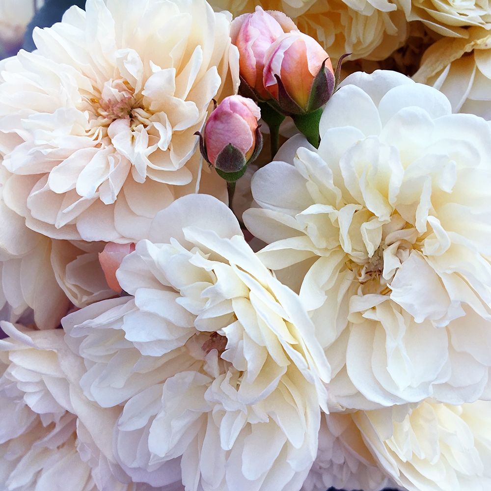 Full Blossoms art print by Sarah Gardner for $57.95 CAD