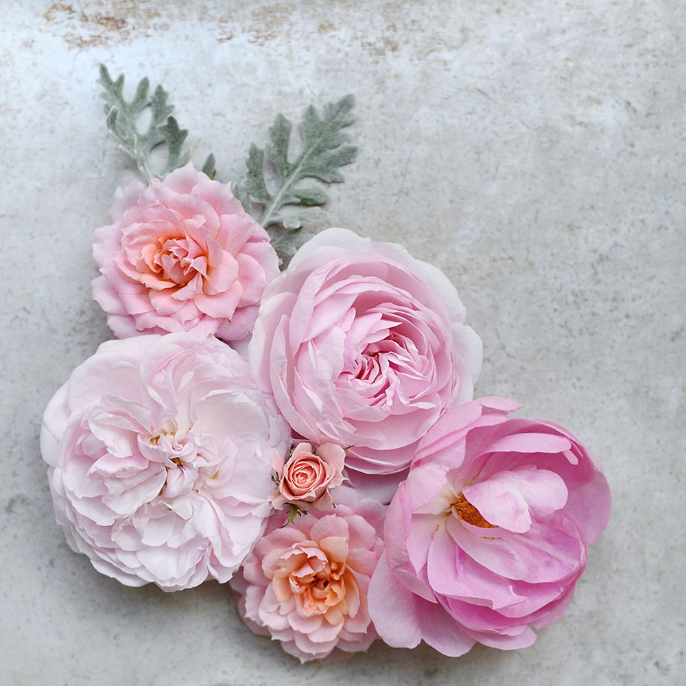 A Beautiful Array art print by Sarah Gardner for $57.95 CAD