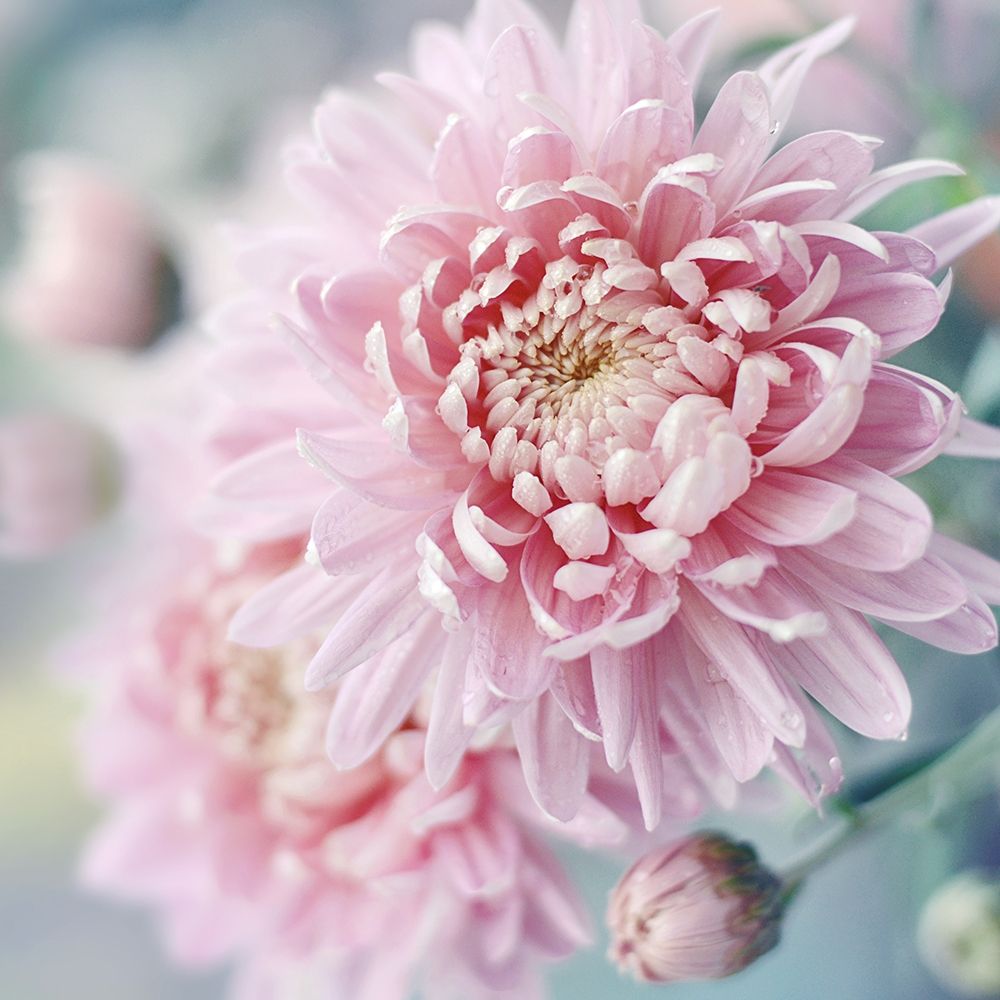 Romantic Blossom art print by Sarah Gardner for $57.95 CAD