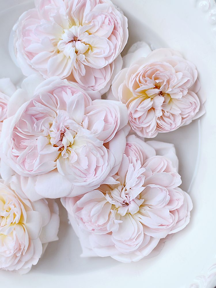 Pink Floating Floral art print by Sarah Gardner for $57.95 CAD