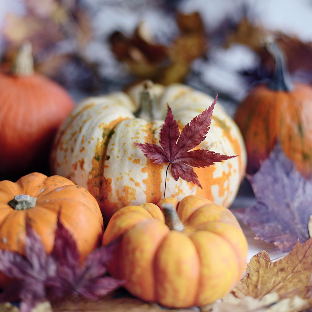 A Bright Harvest II art print by Sarah Gardner for $57.95 CAD