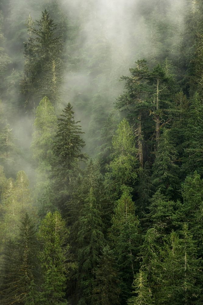 Smoky Forest II art print by Andy Amos for $57.95 CAD