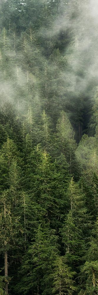 Smoky Forest Panel II art print by Andy Amos for $57.95 CAD