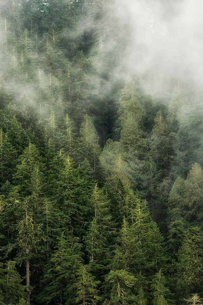 Smoky Forest I art print by Andy Amos for $57.95 CAD