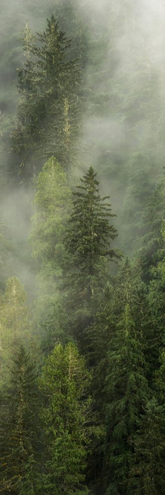 Smoky Forest Panel I art print by Andy Amos for $57.95 CAD