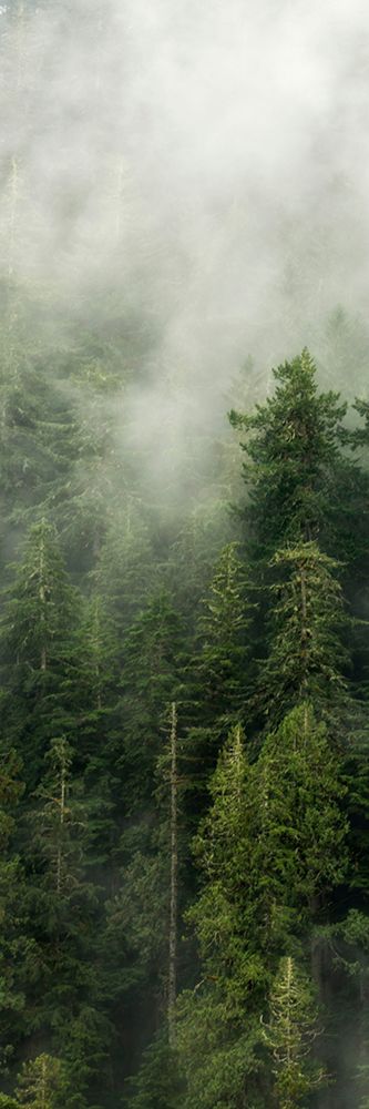 Smoky Forest Panel III art print by Andy Amos for $57.95 CAD