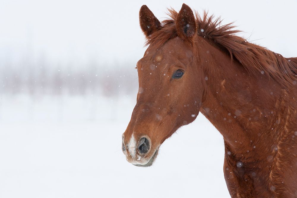 Brown Steed in Winter art print by Carol Walker for $57.95 CAD