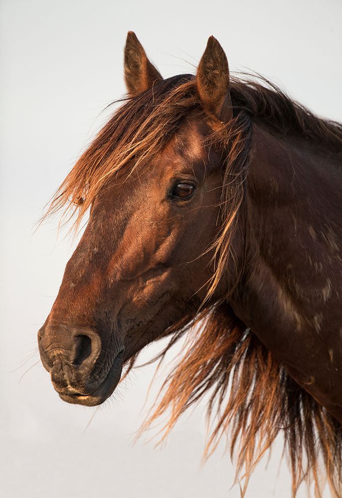 Brown Steed art print by Carol Walker for $57.95 CAD