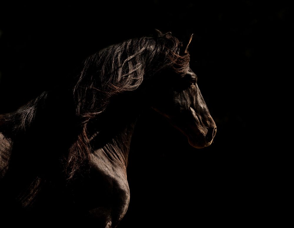 Mystery Horse art print by Carol Walker for $57.95 CAD