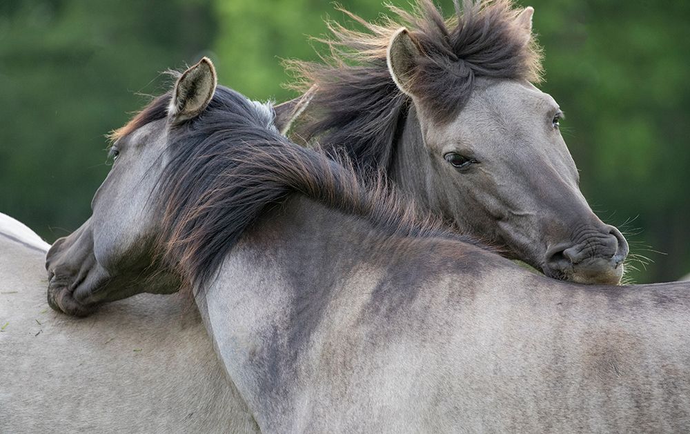 Caring Horses art print by Carol Walker for $57.95 CAD
