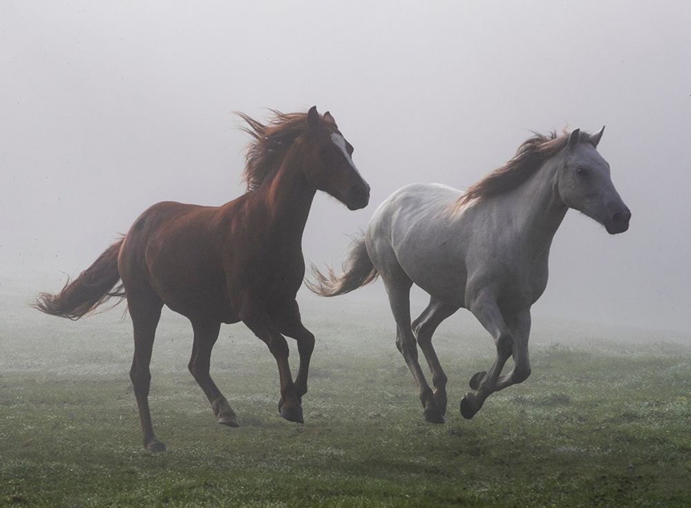 Running Wild art print by Carol Walker for $57.95 CAD