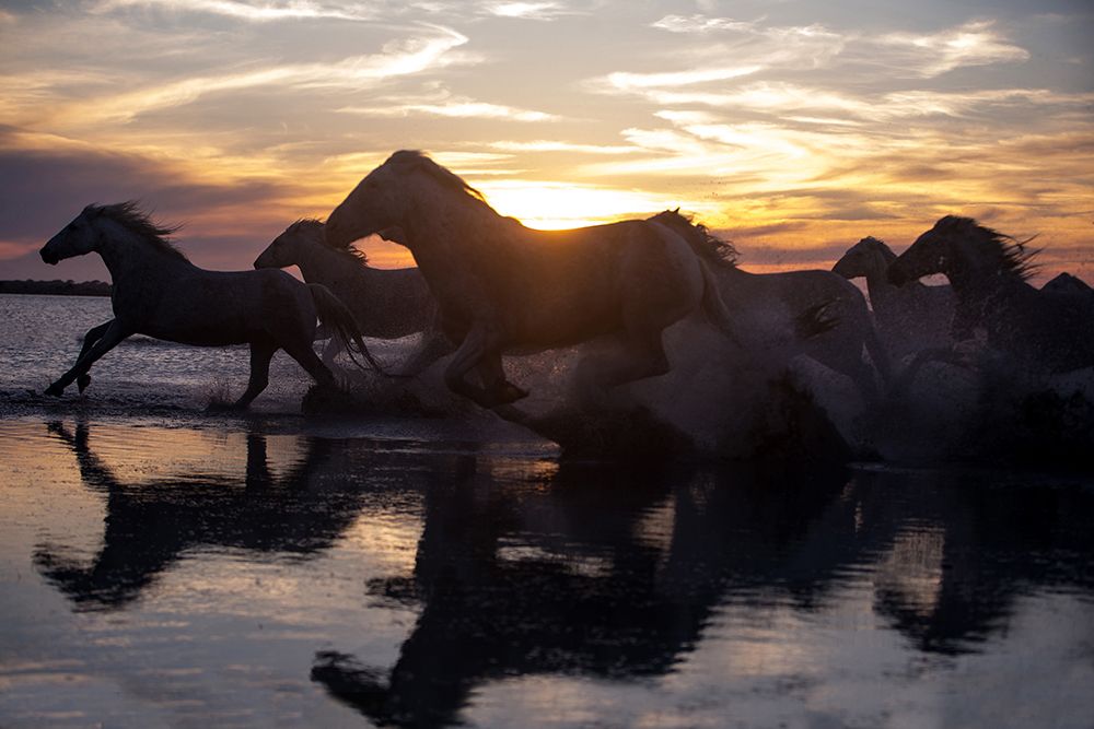 Coastal Horses art print by Carol Walker for $57.95 CAD