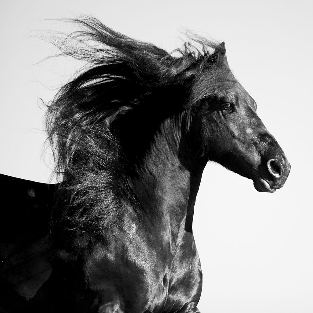 Black Horse art print by Carol Walker for $57.95 CAD