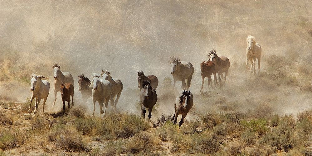 Horse Stampede art print by Carol Walker for $57.95 CAD
