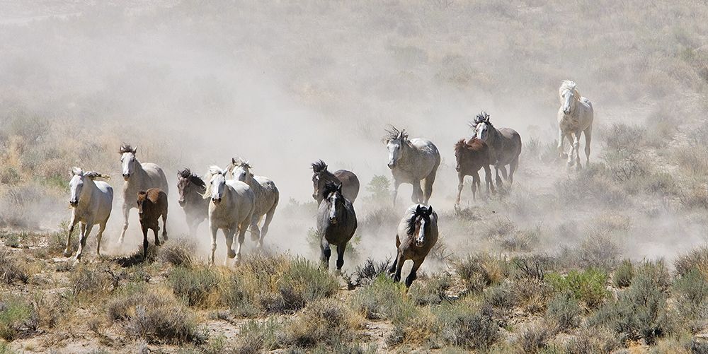 Horses Out West art print by Carol Walker for $57.95 CAD