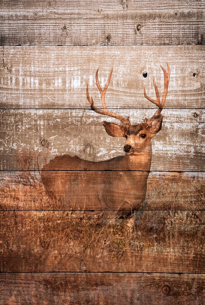 Woodland Deer art print by Kathy Mansfield for $57.95 CAD