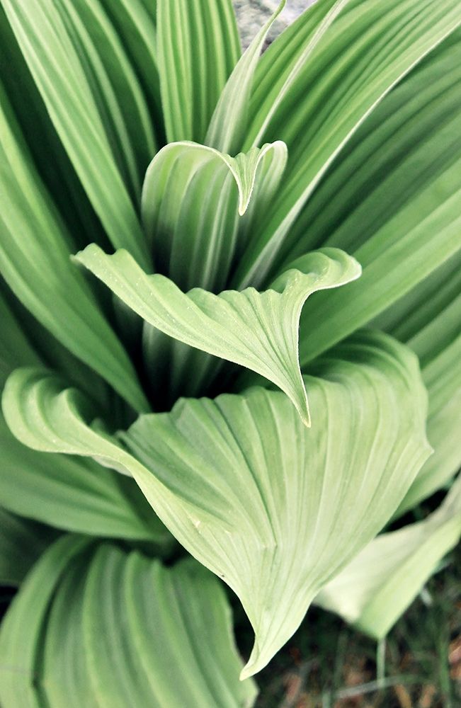 Green Leaf Blooms I art print by Kathy Mansfield for $57.95 CAD