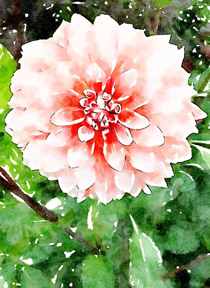 Rose Wash Floral art print by Kathy Mansfield for $57.95 CAD