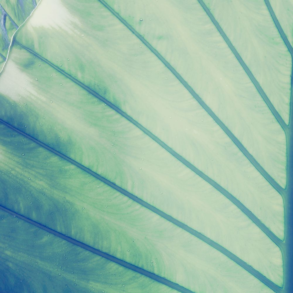 Vintage Palm Leaf II art print by Kathy Mansfield for $57.95 CAD