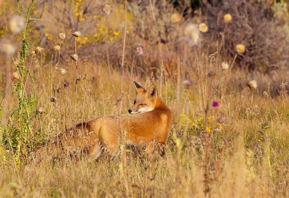 Fox Field II art print by Kathy Mansfield for $57.95 CAD