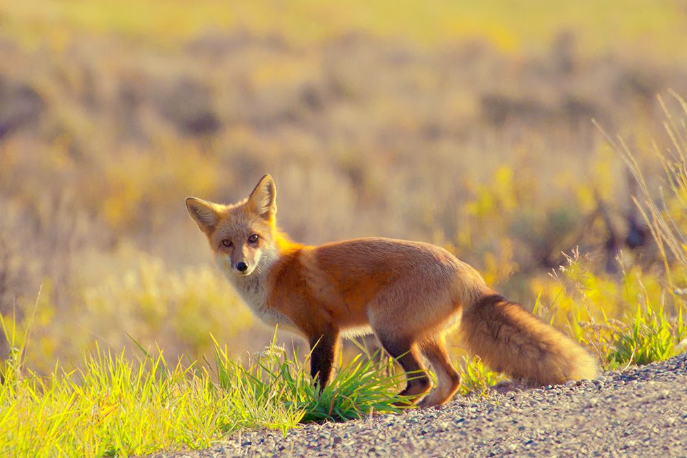 Curious Fox art print by Kathy Mansfield for $57.95 CAD