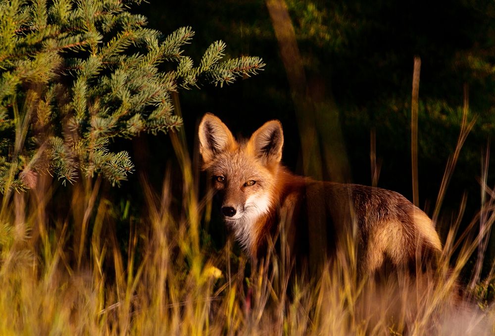 Fox Stare art print by Kathy Mansfield for $57.95 CAD