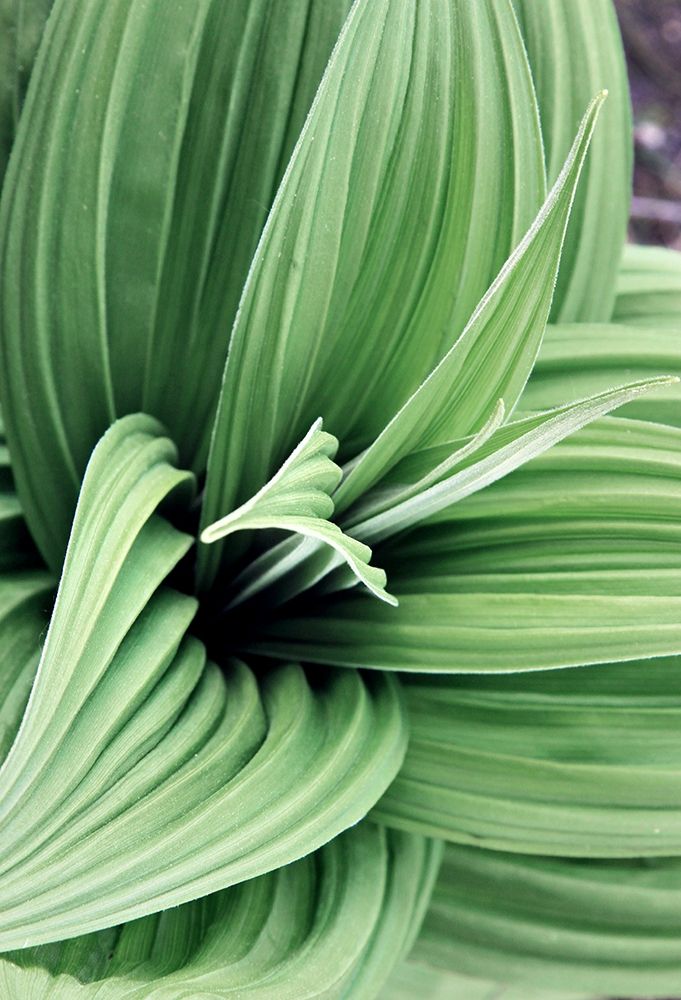 Green Leaf Blooms II art print by Kathy Mansfield for $57.95 CAD